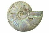 Silver Iridescent Ammonite (Cleoniceras) Fossil - Madagascar #327736-1